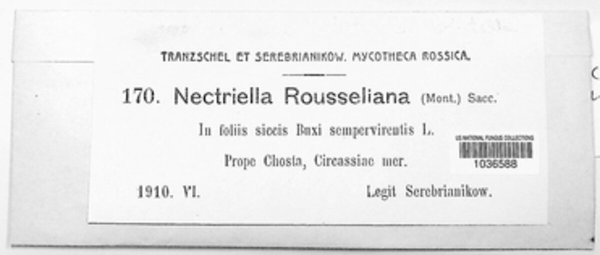 Pseudonectria buxi image